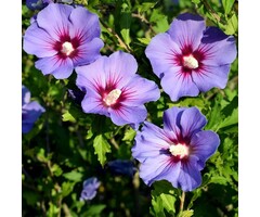 Hibiscus op stam - Hibiscus syriacus 'Oiseau Bleu'