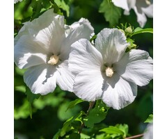 Hibiscus op stam - Hibiscus syriacus 'Totus Albus'