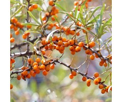 Duindoorn - Hippophae rhamnoides 'Friesdorfer Orange'