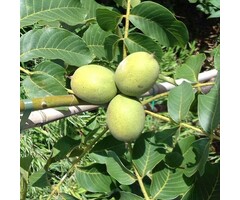 Walnootboom - Juglans regia 'Plovdivski'