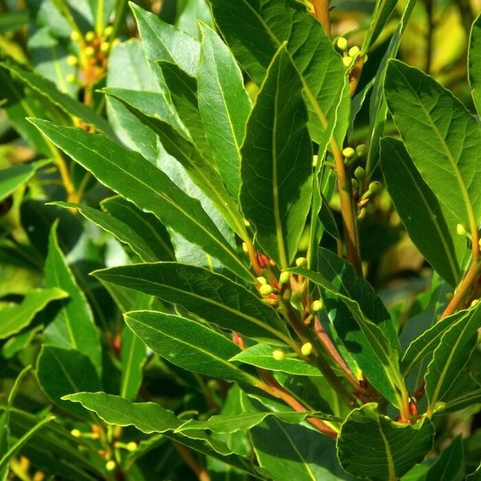 Laurier op stam - Laurus nobilis