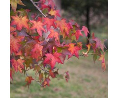 Meerstammige Amberboom - Liquidambar styraciflua meerstammig