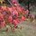 Meerstammige Amberboom - Liquidambar styraciflua meerstammig