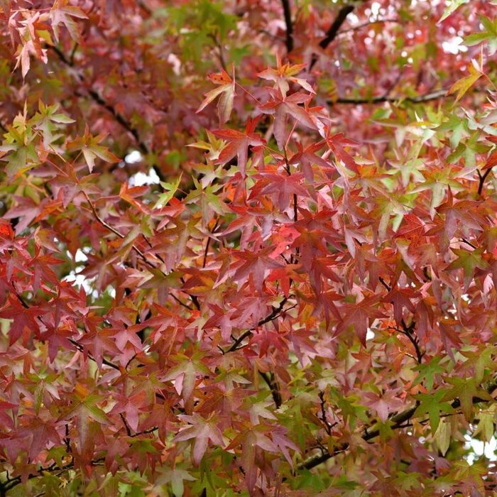 Dakamberboom - Liquidambar styraciflua 'Worplesdon' dakboom