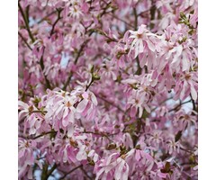 Meerstammige Magnolia - Magnolia loebneri 'Leonard Messel' meerstammig