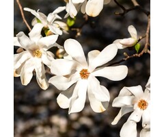Meerstammige Magnolia - Magnolia stellata meerstammig