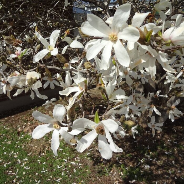 Magnolia - Magnolia stellata meerstammig