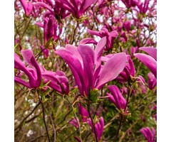 Beverboom op stam - Magnolia 'Susan'