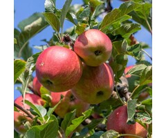 Lei appelboom - Malus domestica 'Elstar'  leiboom