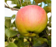 Lei appelboom - Malus domestica 'Notarisappel' leiboom