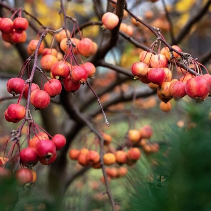 Lei appelboom - Malus 'Evereste'  leiboom