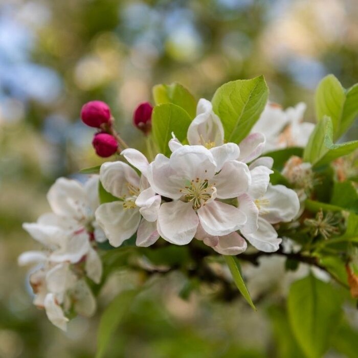 Sierappel op stam - Malus 'Evereste'