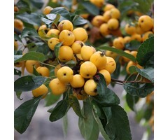 Meerstammige Appelboom - Malus 'Golden Hornet' meerstammig