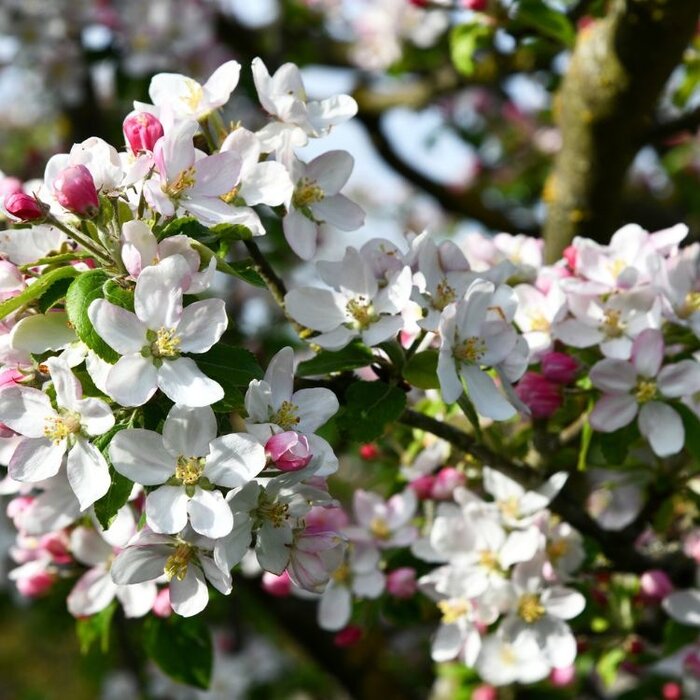 Appelboom - Malus 'Golden Hornet' meerstammig