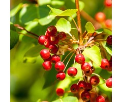 Treurende sierappel - Malus 'Red Jade'