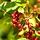 Treurende sierappel - Malus 'Red Jade'