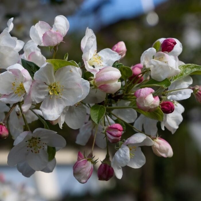 Sierappel op stam - Malus 'Red Sentinel'