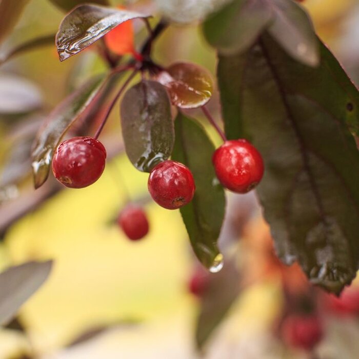 Appelboom - Malus toringo 'Freja' meerstammig