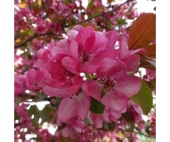 Meerstammige Appelboom - Malus 'Veitch Scarlet' meerstammig