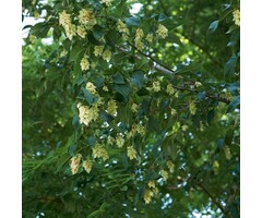 Meerstammige Europese Hopbeuk - Ostrya carpinifolia meerstammig