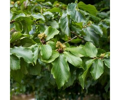 Meerstammige Perzisch IJzerhout - Parrotia persica meerstammig