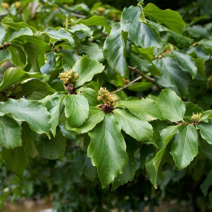 Perzisch IJzerhout (Scherm) - Parrotia persica scherm