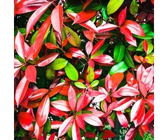 Red Robin scherm - Photinia fraseri 'Red Robin' scherm