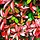 Red Robin scherm - Photinia fraseri 'Red Robin' scherm