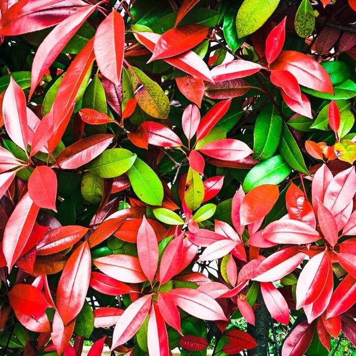 Lei glansmispel - Photinia fraseri 'Red Robin' leiboom