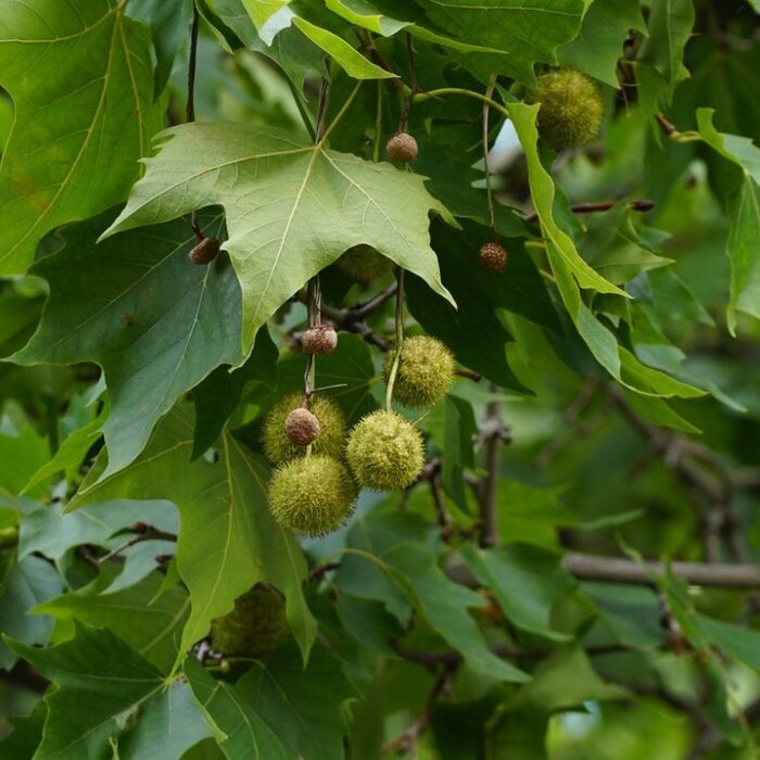 Lei plataan - Platanus hispanica leiboom