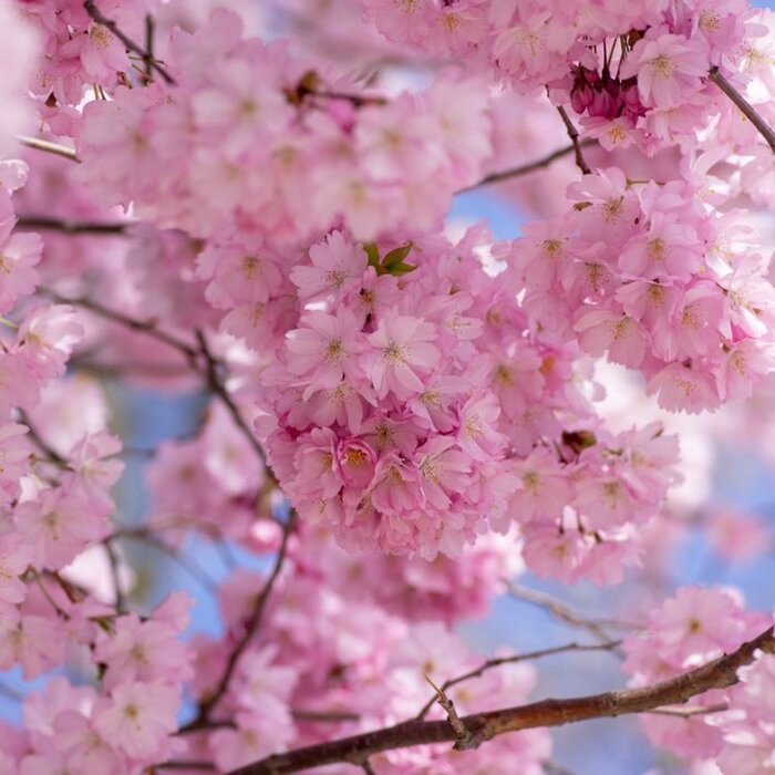 Sierkers - Prunus 'Accolade' meerstammig