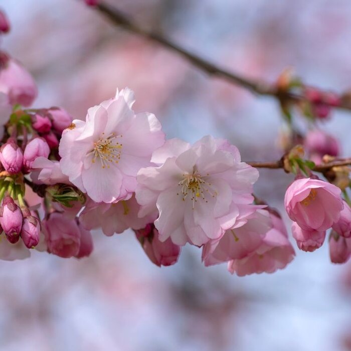 Sierkers - Prunus 'Accolade' meerstammig