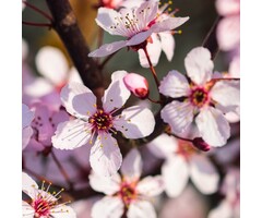 Kerspruim op stam - Prunus cerasifera 'Nigra'