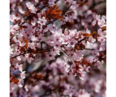 Sierkers op stam - Prunus cistena