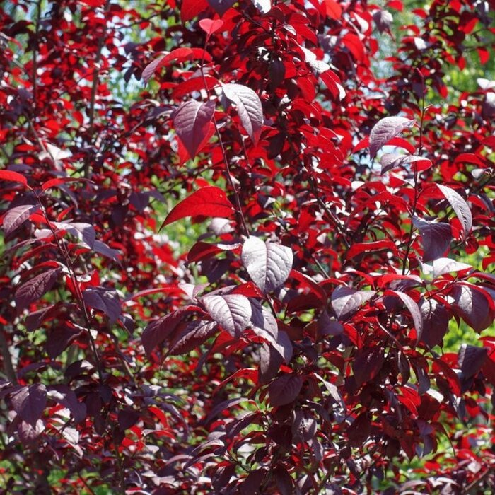 Sierkers op stam - Prunus cistena