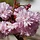 Sierkers op stam - Prunus incisa 'Kojou-no-mai'