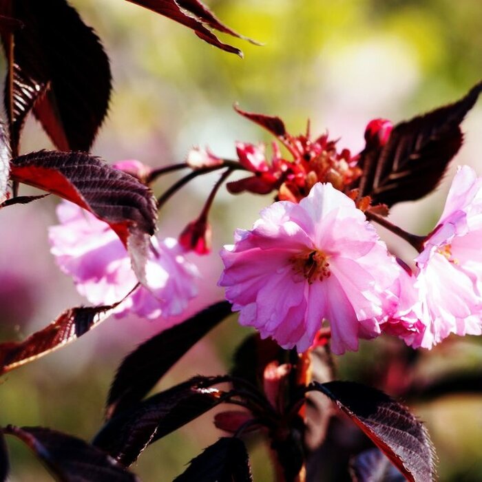 Japanse Sierkers - Prunus serrulata 'Royal Burgundy' meerstammig