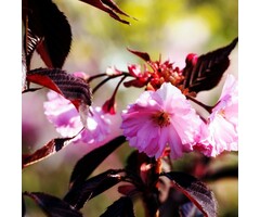 Japanse sierkers op stam - Prunus serrulata 'Royal Burgundy'