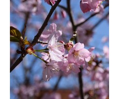 Meerstammige Japanse Sierkers - Prunus subhirtella 'Autumnalis Rosea' meerstammig