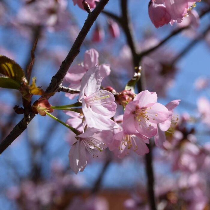 Japanse Sierkers - Prunus subhirtella 'Autumnalis Rosea' meerstammig