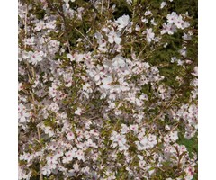 Meerstammige Sierkers - Prunus 'The Bride' meerstammig