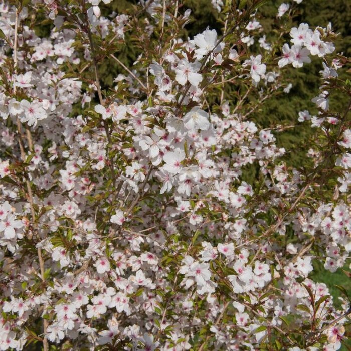 Sierkers - Prunus 'The Bride' meerstammig