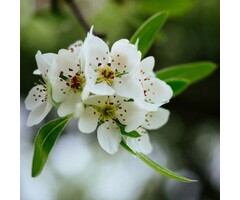 Wilgpeer op stam - Pyrus salicifolia 'Pendula'