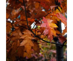 Lei moeraseik - Quercus palustris leiboom