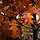 Lei moeraseik - Quercus palustris leiboom