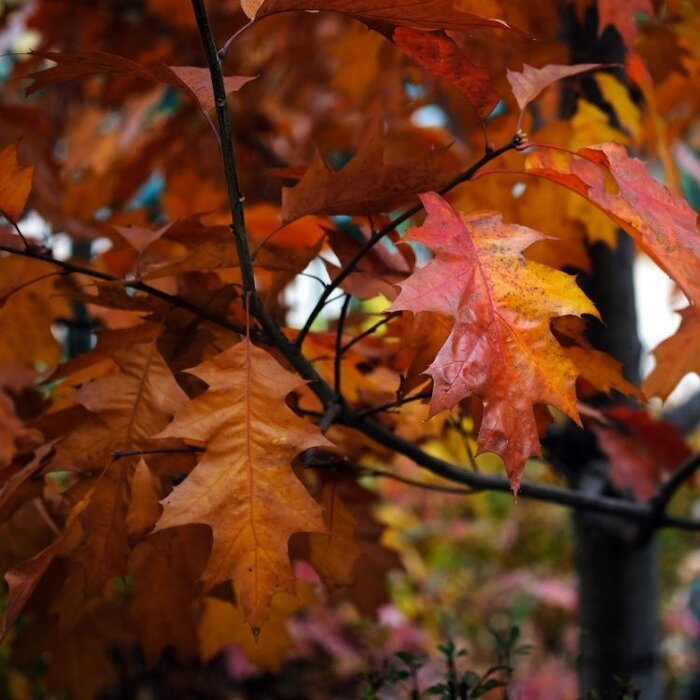 Lei moeraseik - Quercus palustris leiboom