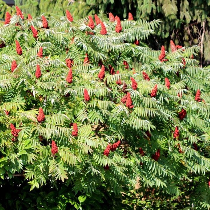 Fluweelboom - Rhus typhina meerstammig