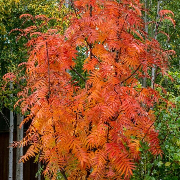 Lijsterbes - Sorbus 'Dodong' meerstammig
