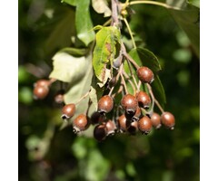 Lijsterbes - Sorbus torminalis