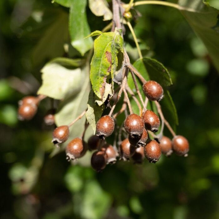 Lijsterbes - Sorbus torminalis